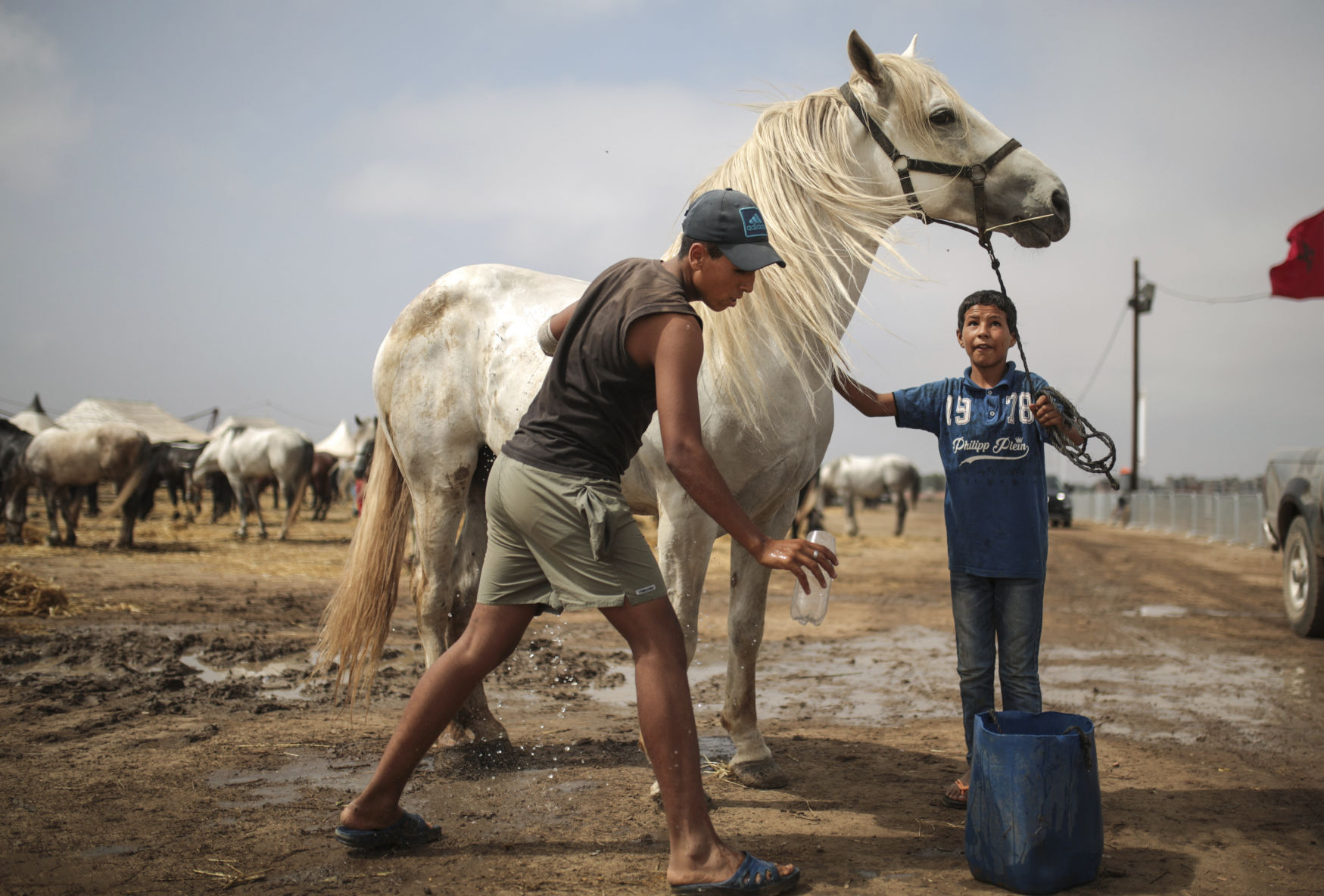 Morocco equine tradition